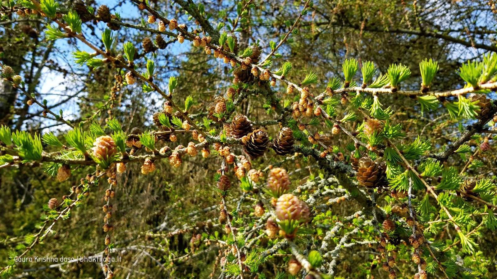  skinderiskio dendrologinis parkas 2021 05 08